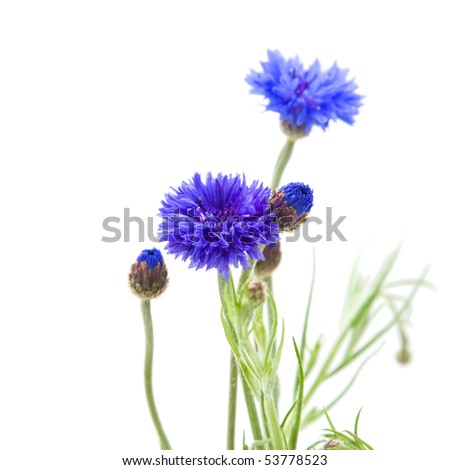 Bachelor Sbutton Flowers on Centaurea Cyanus  Bachelor S Button  Bluebottle  Boutonniere Flower
