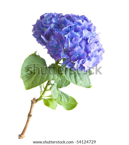 bright blue-lilac hydrangea flower-head isolated on white background