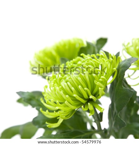 lime green chrysanthemums; isolated on white;