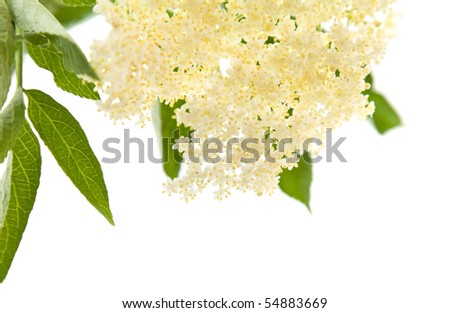 Sambucus nigra  (Black Elder, European Elder, European Elderberry, European Black Elderberry,Common Elde) isolated on white
