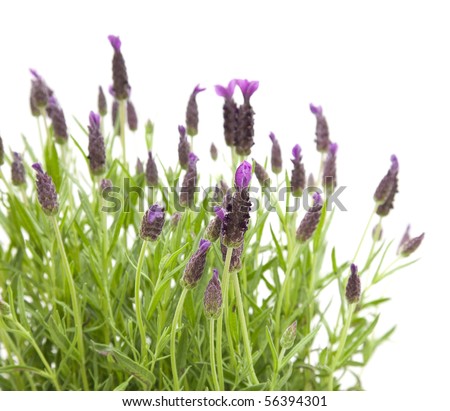 Lavandula Stoechas (French lavender; Spanish Lavender; Topped Lavender); isolated on white