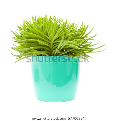 bush plant. ush senecio plant;