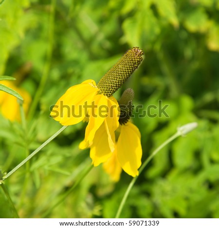 flowering Ratibida columnifera (Upright Prairie Coneflower, Long-head Cone-flower, Mexican hat flower), square crop