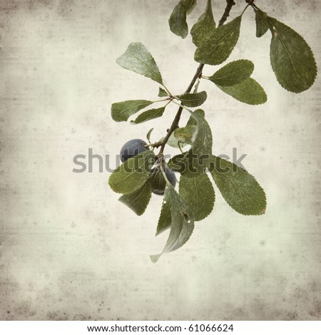 textured old paper background with Prunus spinosa (blackthorn; sloe) dark blue scattered berries