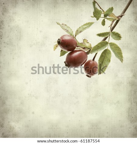 textured old paper background with  autumnal ripe red rosehip fruit