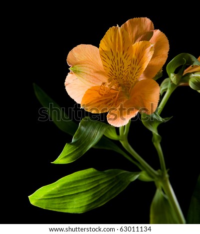 orange flowering Alstroemeria ( Alstremeria; Peruvian Lily; Lily of the Incas); isolated on black background;