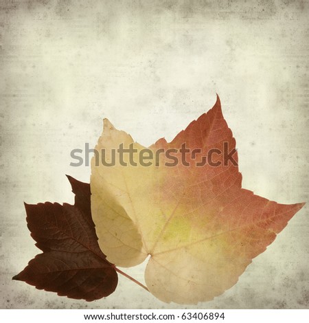 textured old paper background with bright autumn wild vine leaf