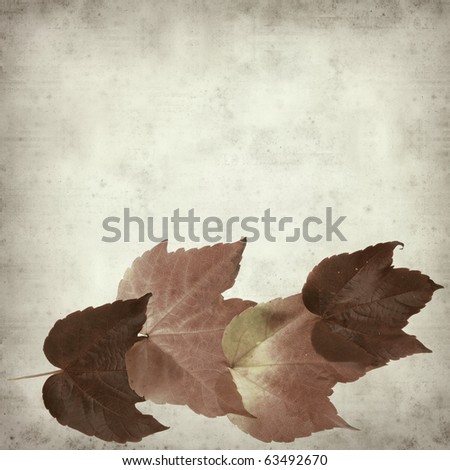 textured old paper background with autumnal wild grape vine leaves