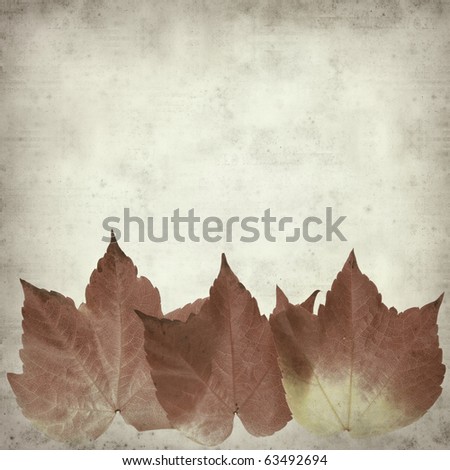 textured old paper background with autumnal wild grape vine leaves