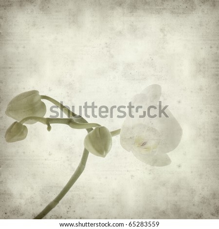 textured old paper background with white phalaenopsis orchid stem with one open flower
