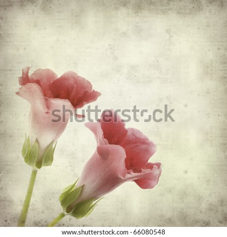 textured old paper background with red flowering Sinningia speciosa (Florist's Gloxinia) plant