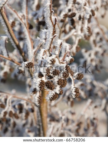 Alder in needle-like hoar frost; sunny;
