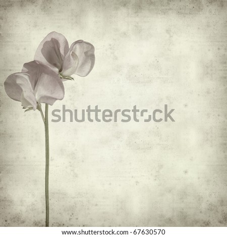 textured old paper background with sweet pea flower
