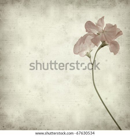textured old paper background with sweet pea flower