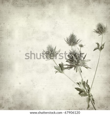 textured old paper background with Eryngium (sea holly, alpine thistle)