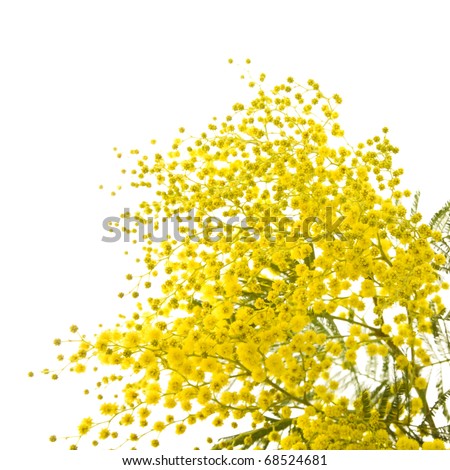 big branch of mimosa plant with round fluffy yellow flowers
