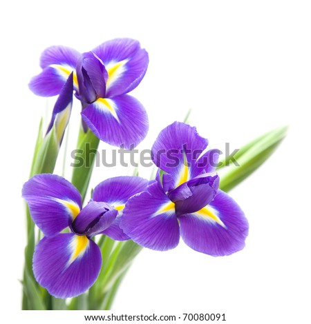 Picture Iris Flower on Stock Photo Two Iris Flowers On A White Background   Herbal Pasutri