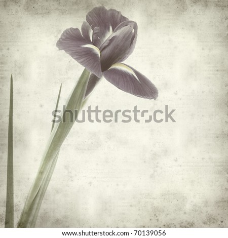 textured old paper background with dark purple iris flower