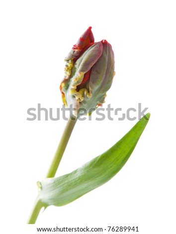 parrot tulip isolated