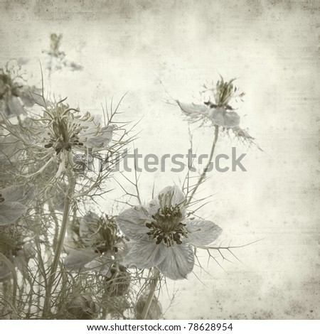 textured old paper background with nigella flower