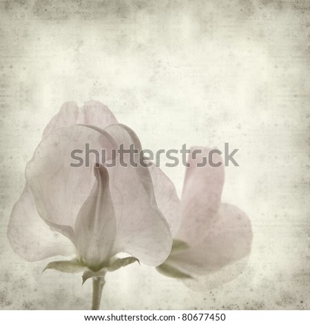 textured old paper background with sweet pea