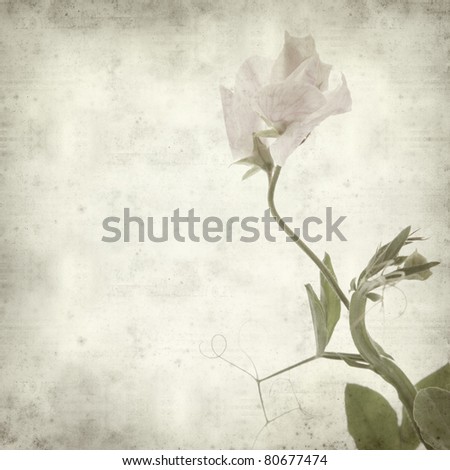 textured old paper background with sweet pea