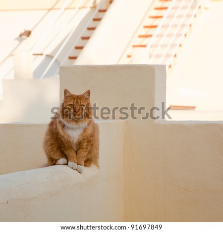 orange cat - furry cat sitting on pale terracotta wall in terracotta surroundings