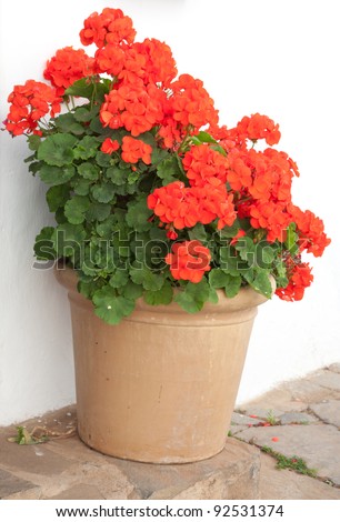 large pot of red geraniums on a step