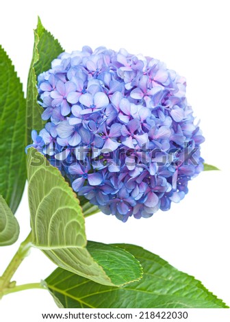 lilac-blue hydrangea isolated on white background