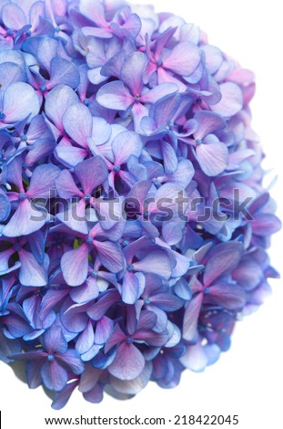 lilac-blue hydrangea isolated on white background