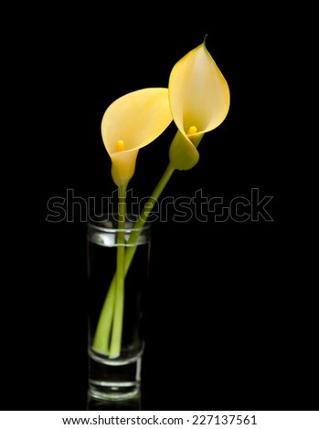 yellow calla lily flower islolated on black background
