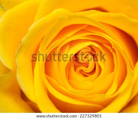 inside of a yellow rose natural background