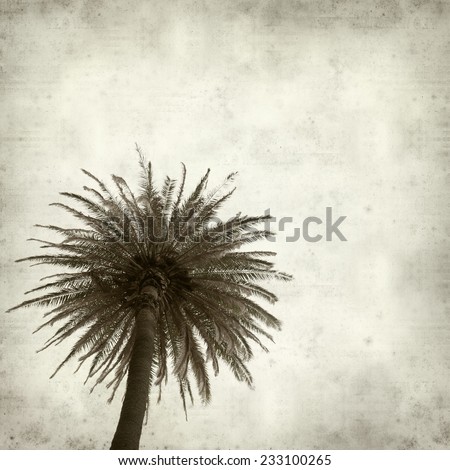 textured old paper background with tall palm tree