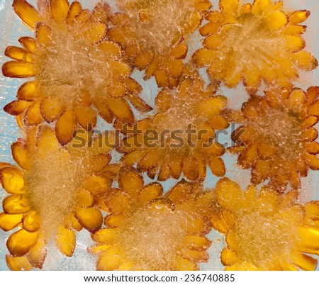 Chrysanthemum frozen into ice art background