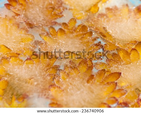 Chrysanthemum frozen into ice art background