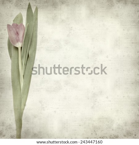 textured old paper background with magenta tulip