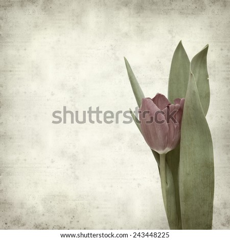textured old paper background with magenta tulip