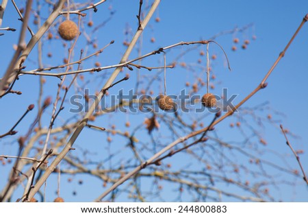 plane tree winter branches with dry round seed capsules background