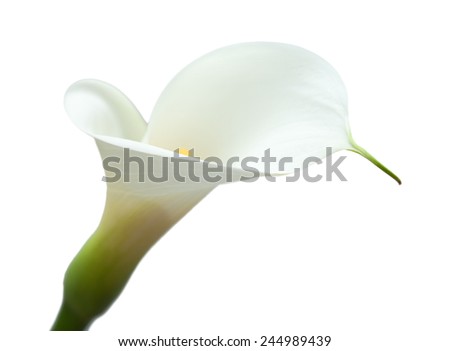 white calla lily isolated on white background
