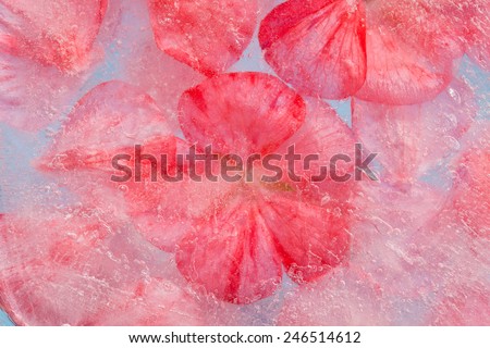 frozen flora - geranium flowers and petals frozen into a block of ice