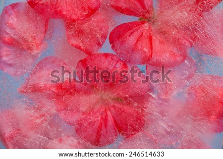 frozen flora -geranium flowers and petals frozen into a block of ice