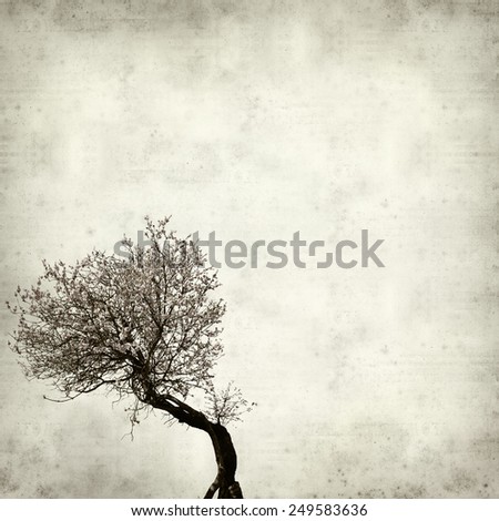 textured old paper background with old bent almond tree in full bloom