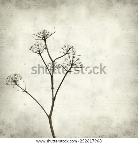 textured old paper background with dry dead fennel seed stalks