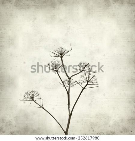 textured old paper background with dry dead fennel seed stalks