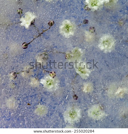 Frozen flora - Gypsophila, baby's-breath frozen into a block of ice