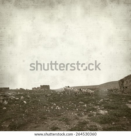 textured old paper background with landscape of Fuerteventura and sheep