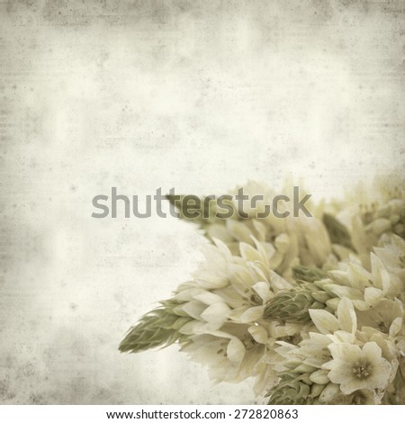textured old paper background with start of bethlehem flowers