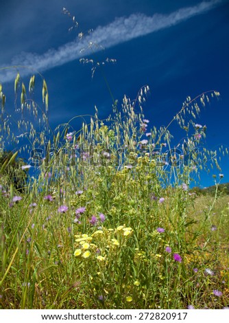 flora of Gran Canaria, flowers and wild oats