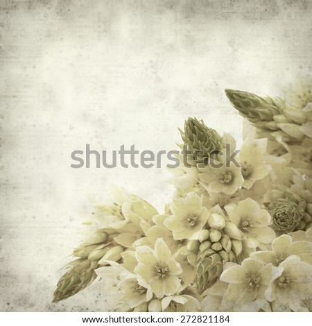 textured old paper background with start of bethlehem flowers