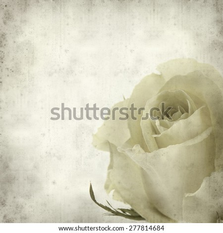 textured old paper background with pale yellow rose flower